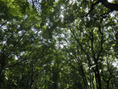 株式会社クリアソリューション社内イベント つくば市BBQ1